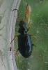 Bembidion latinum